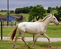 classical-andalusian-horse