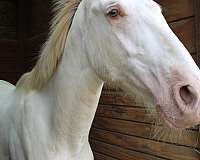 double-dilute-andalusian-horse