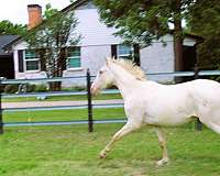 halter-andalusian-horse
