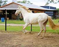 pleasure-driving-andalusian-horse