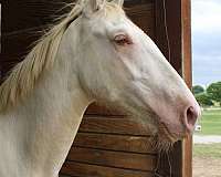 show-andalusian-horse