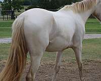 dressage-andalusian-horse