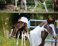 8-hand-tennessee-walking-colt