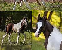 8-hand-tennessee-walking-horse