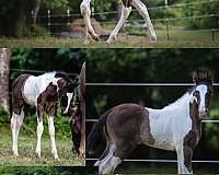 all-around-tennessee-walking-horse
