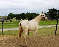 double-dilute-andalusian-horse