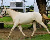 dressage-andalusian-horse