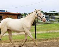 flashy-andalusian-horse