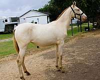 kid-safe-andalusian-horse