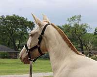 perlino-double-dilute-horse