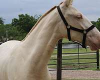 perlino-dressage-horse