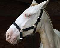 kid-safe-filly-yearling