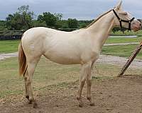 perlino-andalusian-filly