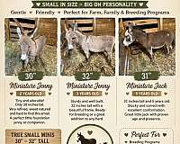 miniature-filly