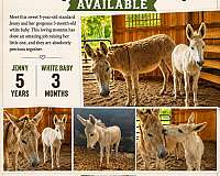 miniature-horse-for-sale