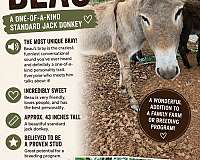 miniature-horse