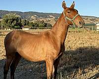 grey-andalusian-broodmare