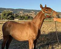 grey-broodmare-for-sale