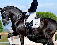 old-bloodlines-andalusian-horse