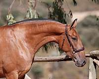 sweet-mare-andalusian-horse
