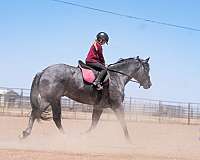calf-roping-quarter-horse