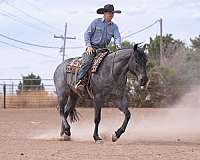 athletic-quarter-horse