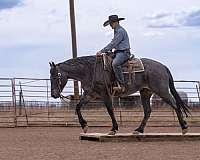 flashy-quarter-horse