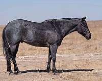 jumping-quarter-horse