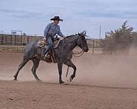 kid-safe-quarter-horse