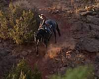 performance-quarter-horse