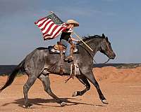 ranch-quarter-horse