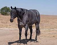 ranch-versatility-quarter-horse