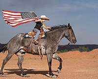 ridden-western-quarter-horse