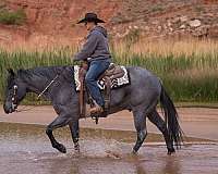 roping-quarter-horse