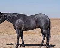team-penning-quarter-horse
