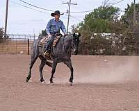 trail-quarter-horse