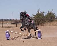 ranch-work-quarter-horse