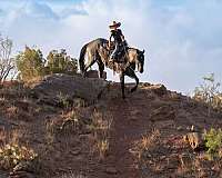 ridden-english-quarter-horse