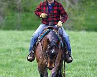 athletic-appendix-horse