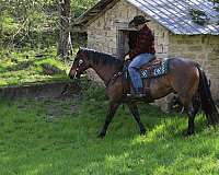 cross-appendix-horse