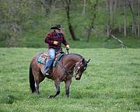 flashy-appendix-horse