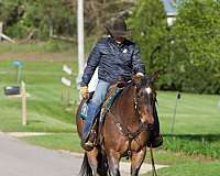 husband-safe-appendix-horse