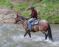 ranch-appendix-horse