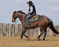 ranch-work-appendix-horse