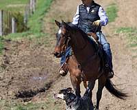 ridden-english-appendix-horse