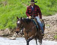 ridden-western-appendix-horse