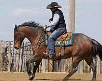 show-appendix-horse