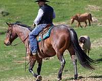 trail-appendix-horse
