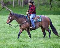trail-riding-appendix-horse