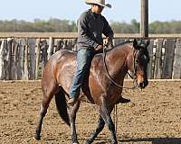 bay-roan-all-around-horse